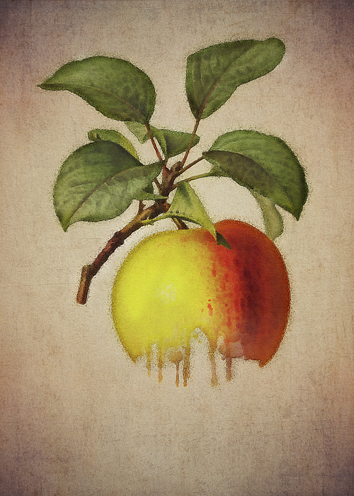 Apple by Jan Keteleer Apple by Jan Keteleer