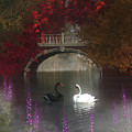 Black and white swans